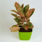 PLANTS- SET-02 273 DSCF1554