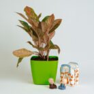 PLANTS- SET-02 274 DSCF1558