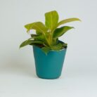 PLANTS- SET-02 275 DSCF1561