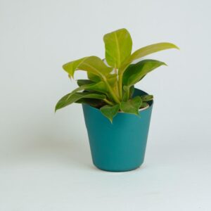 Philodendron Golden Ceylon