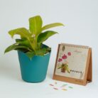 PLANTS- SET-02 278 DSCF1569