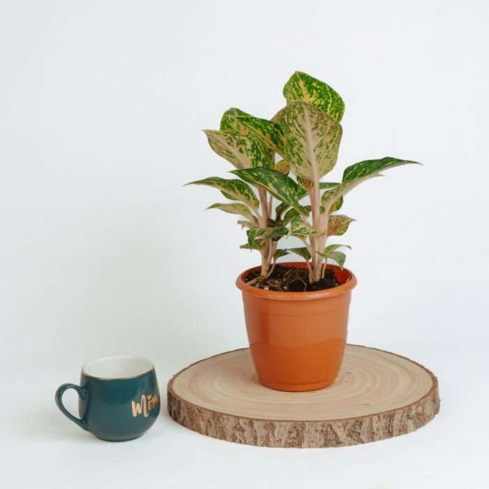 PLANTS- SET-02 296 DSCF1623 PLANTS- SET-02 296 DSCF1623