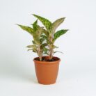 PLANTS- SET-02 297 DSCF1626