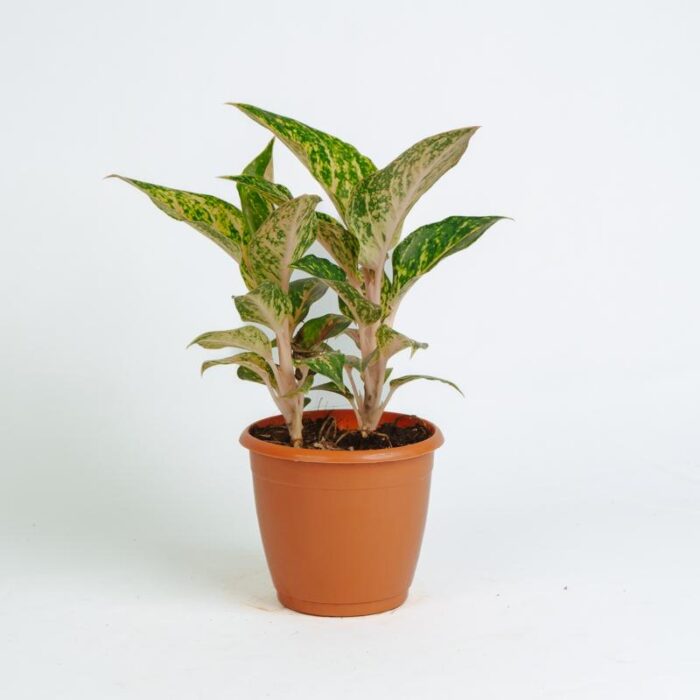 PLANTS- SET-02 297 DSCF1626 PLANTS- SET-02 297 DSCF1626