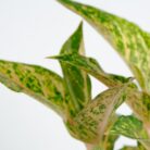 PLANTS- SET-02 298 DSCF1629