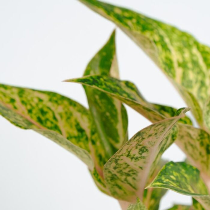 PLANTS- SET-02 298 DSCF1629 PLANTS- SET-02 298 DSCF1629