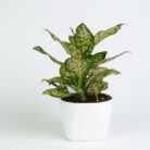 PLANTS- SET-02 299 DSCF1631