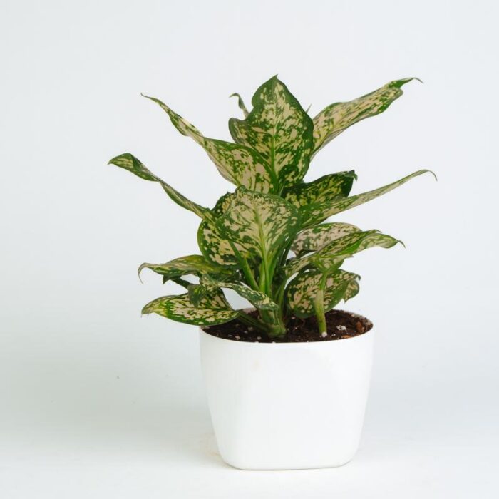 PLANTS- SET-02 299 DSCF1631 PLANTS- SET-02 299 DSCF1631