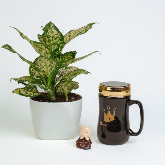 PLANTS- SET-02 300 DSCF1634 PLANTS- SET-02 300 DSCF1634