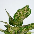 PLANTS- SET-02 301 DSCF1639