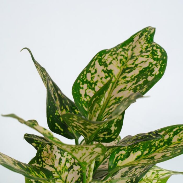 PLANTS- SET-02 301 DSCF1639 PLANTS- SET-02 301 DSCF1639