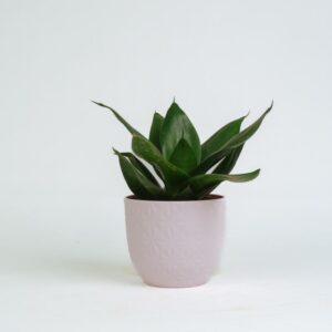 sanseveria - snake plant