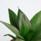 PLANTS- SET-02 306 DSCF1655