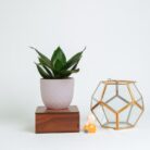 PLANTS- SET-02 307 DSCF1657