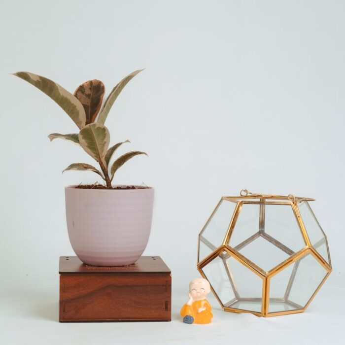 PLANTS- SET-02 308 DSCF1660