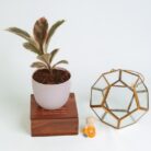 PLANTS- SET-02 309 DSCF1662