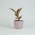 PLANTS- SET-02 310 DSCF1664