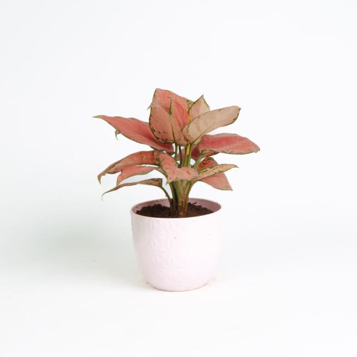 PLANTS- SET-03 011 DSCF1686 PLANTS- SET-03 011 DSCF1686