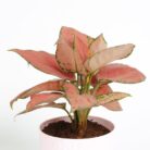 PLANTS- SET-03 012 DSCF1688