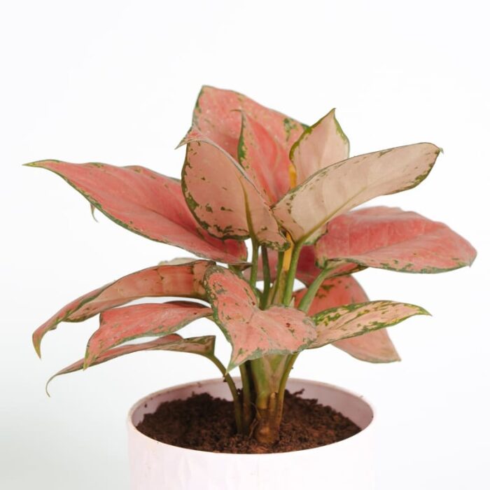 PLANTS- SET-03 012 DSCF1688 PLANTS- SET-03 012 DSCF1688