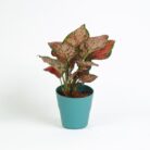 PLANTS- SET-03 020 DSCF1700