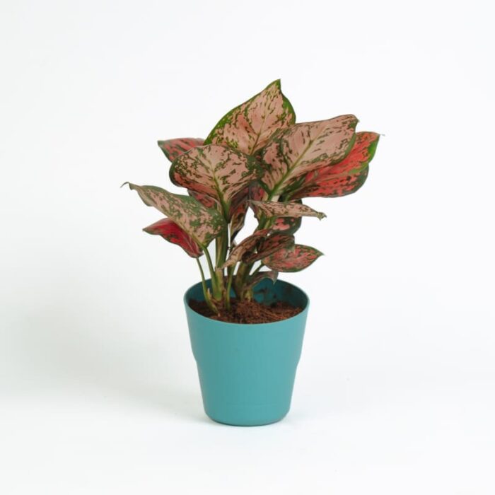 PLANTS- SET-03 020 DSCF1700 PLANTS- SET-03 020 DSCF1700