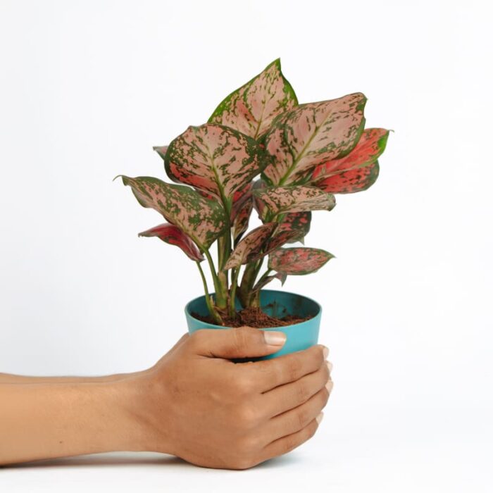 PLANTS- SET-03 021 DSCF1702 PLANTS- SET-03 021 DSCF1702