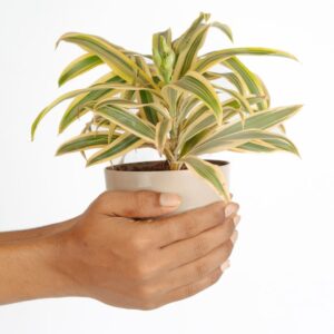 Spathyphyllum- Peace lily