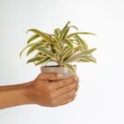 PLANTS- SET-03 023 DSCF1707