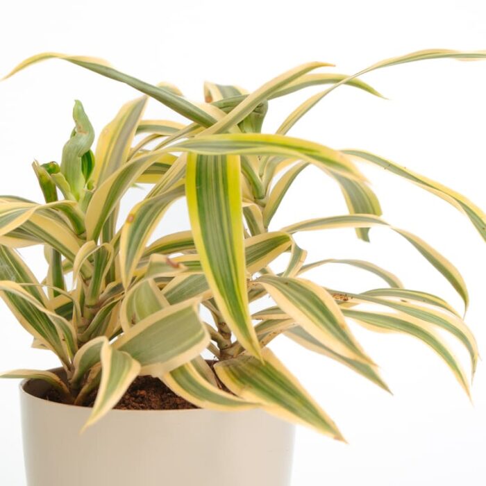 PLANTS- SET-03 024 DSCF1710