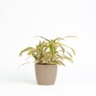 PLANTS- SET-03 025 DSCF1712