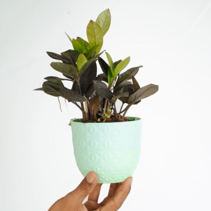 PLANTS- SET-03 027 DSCF1716 PLANTS- SET-03 027 DSCF1716