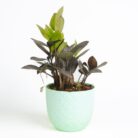 PLANTS- SET-03 028 DSCF1717