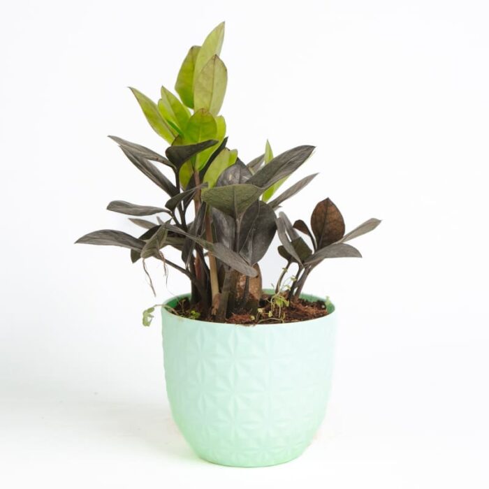 PLANTS- SET-03 028 DSCF1717 PLANTS- SET-03 028 DSCF1717