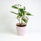 PLANTS- SET-03 029 DSCF1719