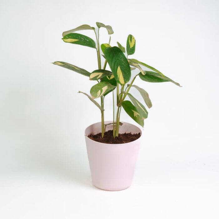 PLANTS- SET-03 029 DSCF1719 PLANTS- SET-03 029 DSCF1719