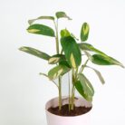 PLANTS- SET-03 030 DSCF1722