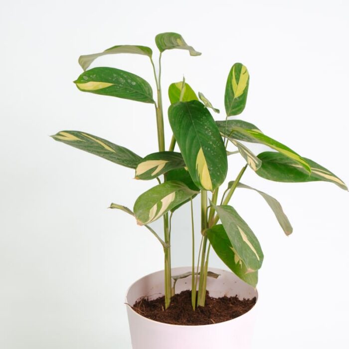 PLANTS- SET-03 030 DSCF1722 PLANTS- SET-03 030 DSCF1722