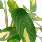 PLANTS- SET-03 031 DSCF1725