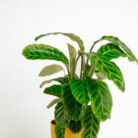 PLANTS- SET-03 033 DSCF1729