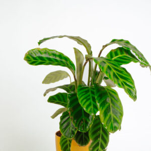 Calathea Zebrina