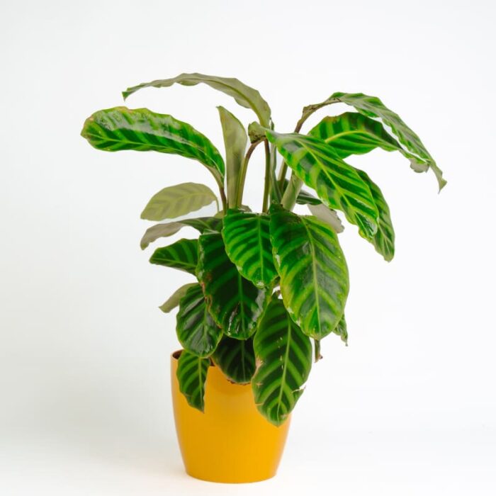 PLANTS- SET-03 034 DSCF1732 PLANTS- SET-03 034 DSCF1732