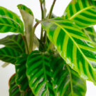 PLANTS- SET-03 035 DSCF1735