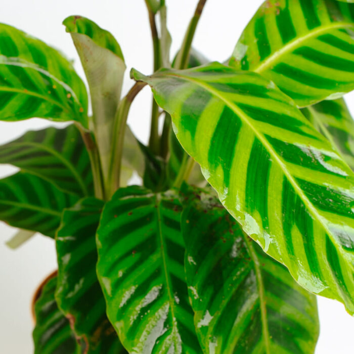 PLANTS- SET-03 035 DSCF1735 PLANTS- SET-03 035 DSCF1735