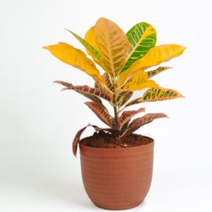 Croton - petra