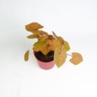 PLANTS- SET-03 042 DSCF1753