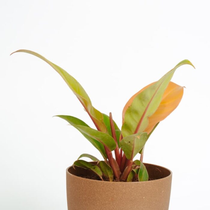 PLANTS- SET-03 045 DSCF1761 PLANTS- SET-03 045 DSCF1761