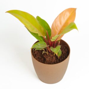 Philodendron prince of orange