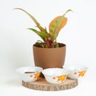 PLANTS- SET-03 047 DSCF1767