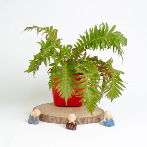 Boston Fern
